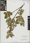 Foto von Salix hastata L.